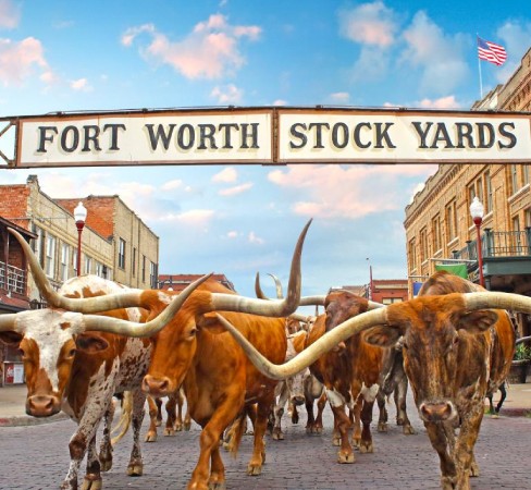 The entrance to the Fort Worth Stock Yards full of bulls.
