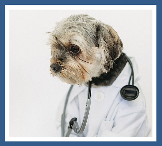 A dog veterinarian client seeking marketing companies that help pet care brands and vet clinics.